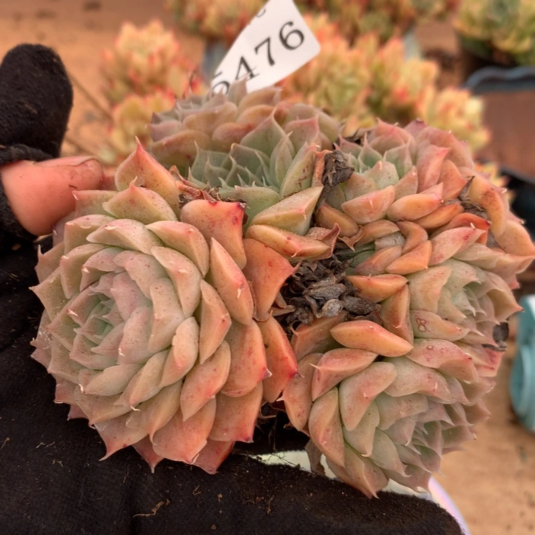 5476杂交多肉老桩