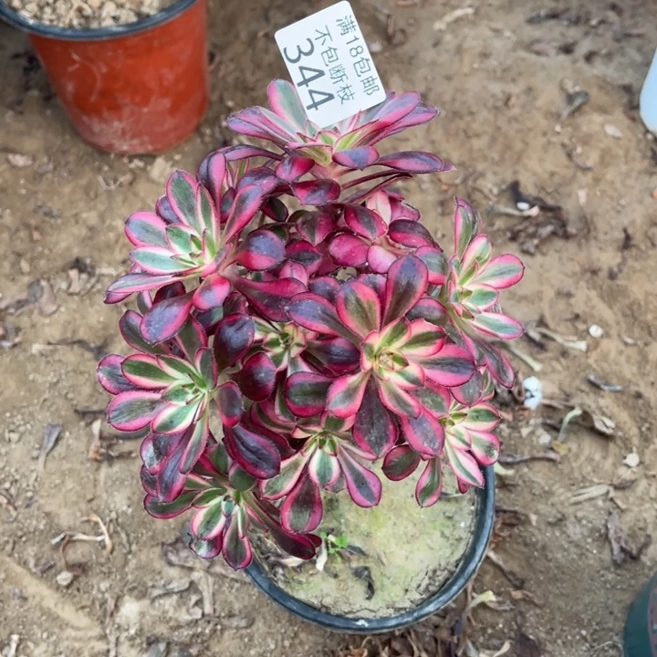 344香奈儿有砍母本1