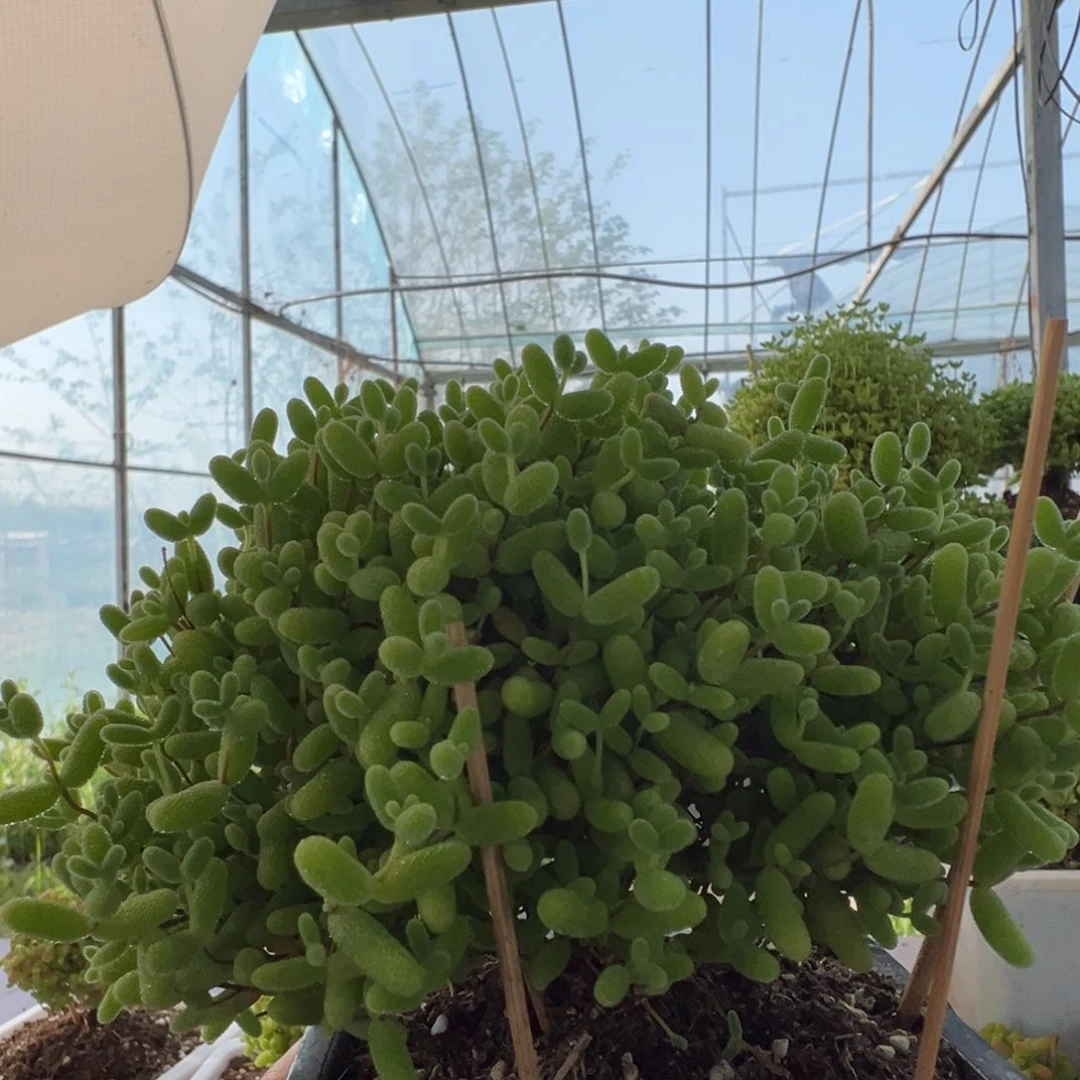 1号大冠覆枝干番杏