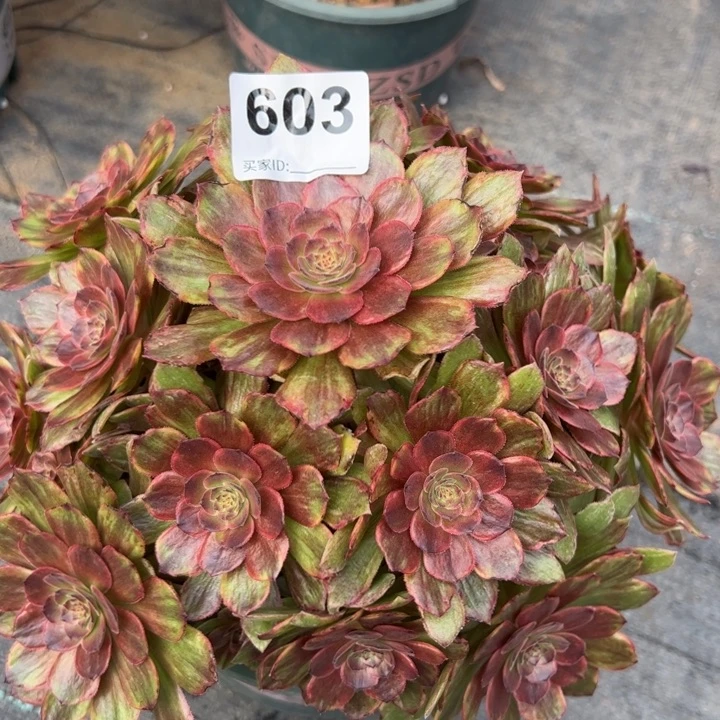 603红丝绒22厘米左右