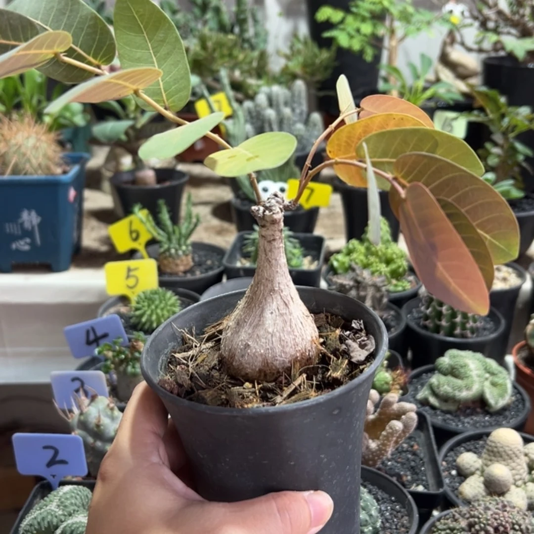 奇异油柑带盆1111111