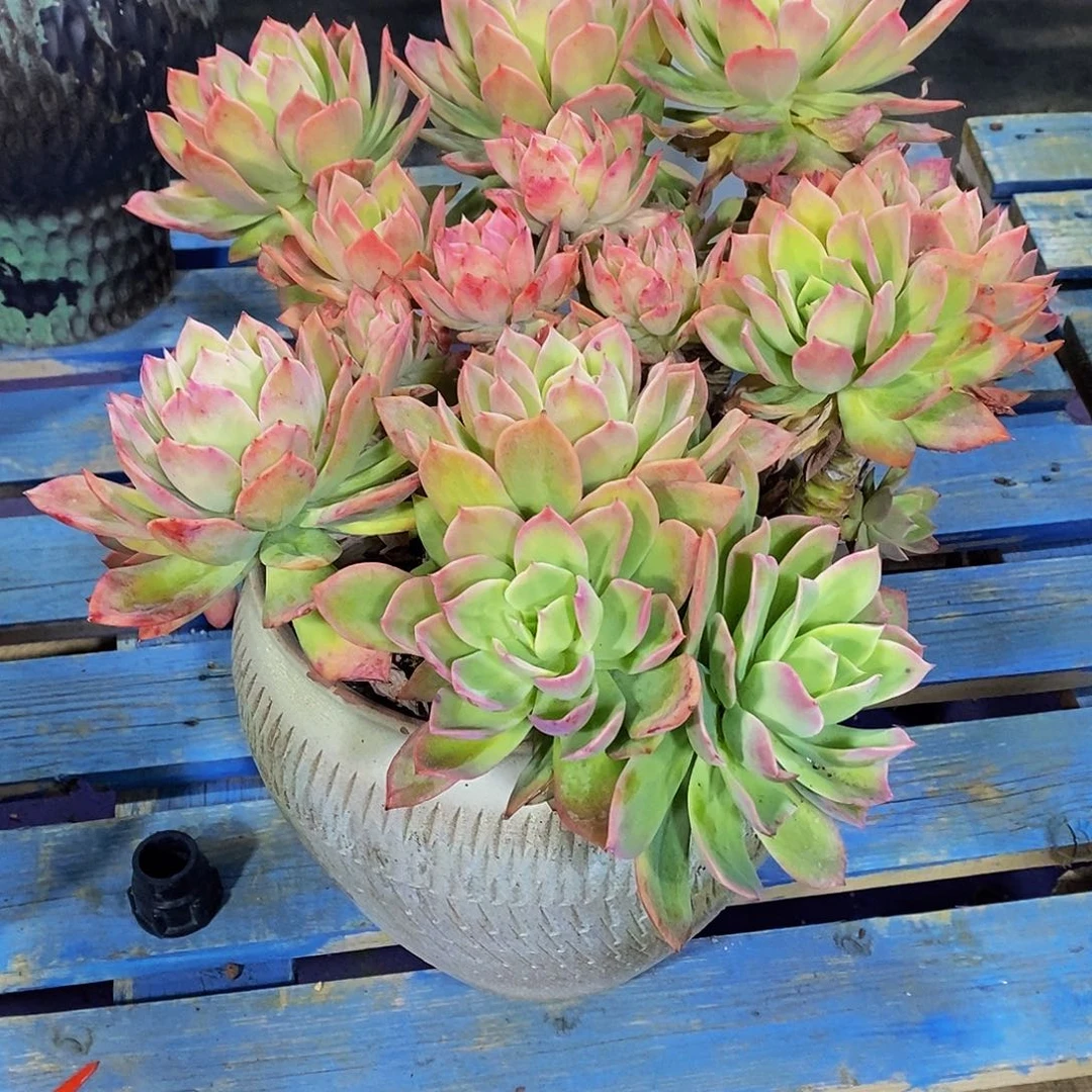 梅*乔一多肉带盆物流自理