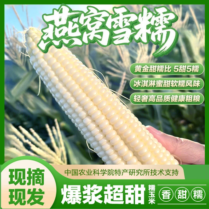【小芬专属】燕窝雪糯甜糯玉米自然生长不打药农科院新品甜糯玉米
