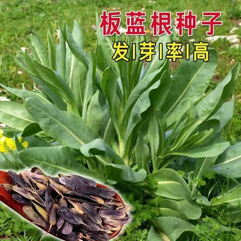 板蓝根种子食用特色野菜大青叶中药材种籽四季蔬菜孑阳台盆栽春季