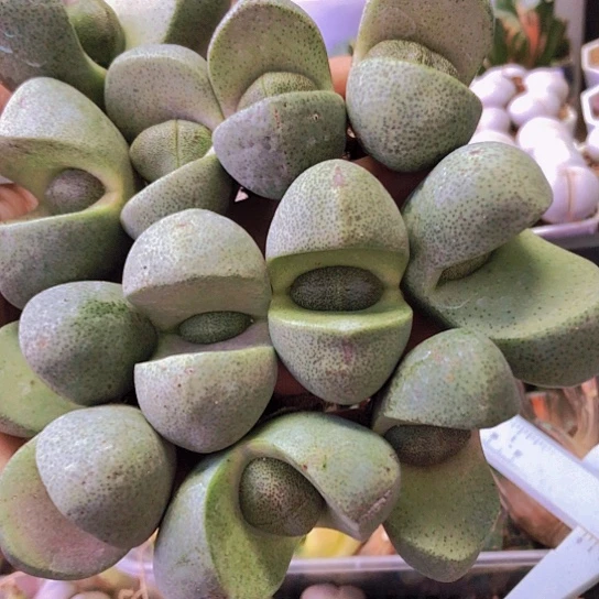 无花朵0865，3.8-5.8厘米个别微信老皮12棵