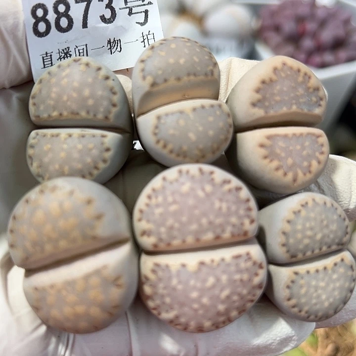 8873五年超大饼干6个2.5-3cm打包价