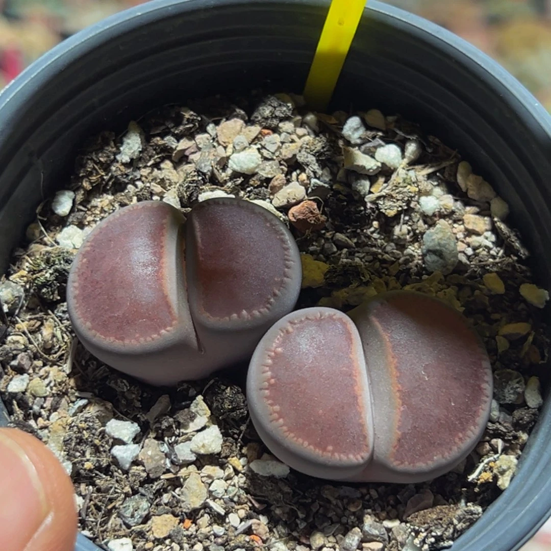 529 生花大群生大群生