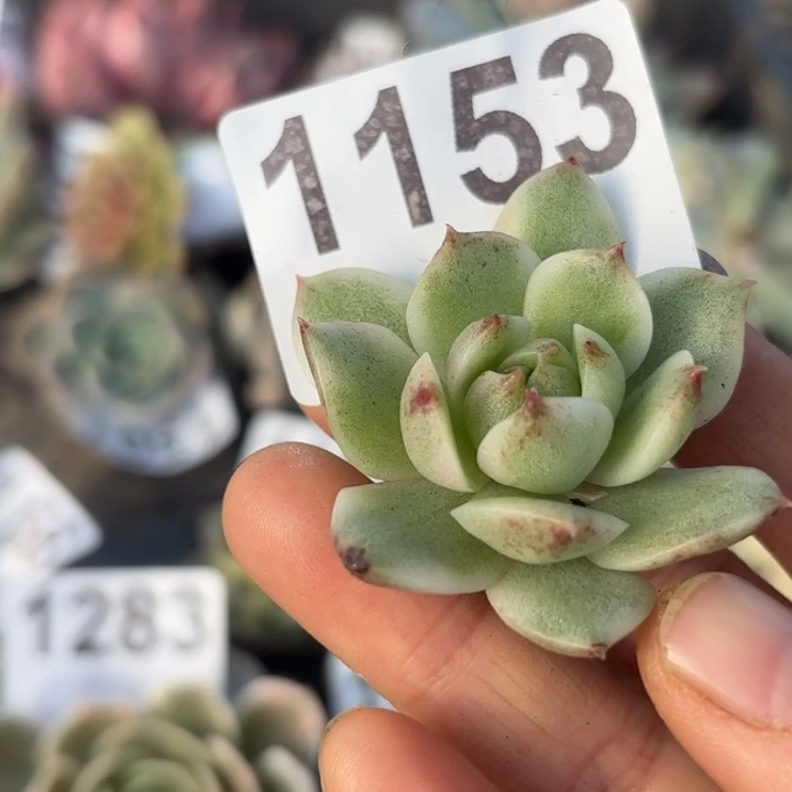 头盖锦多肉植物满18包邮当场凑单不满单隔天发顺丰到付