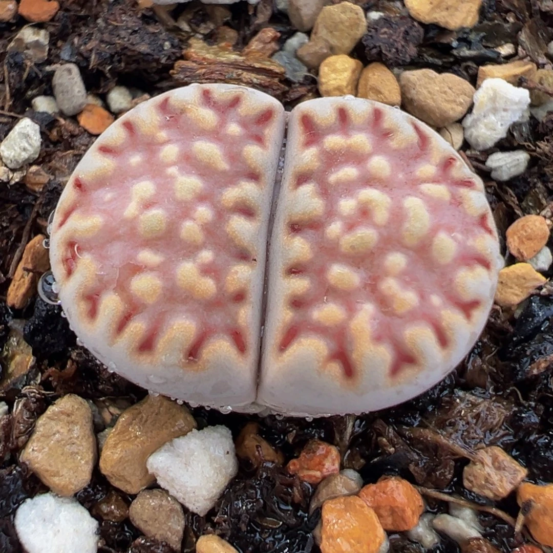 152多肉植物种类和
