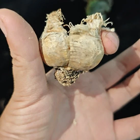 一物一拍，打神鞭！！！