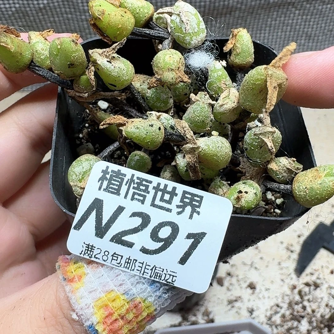 多肉植物的润泽法v