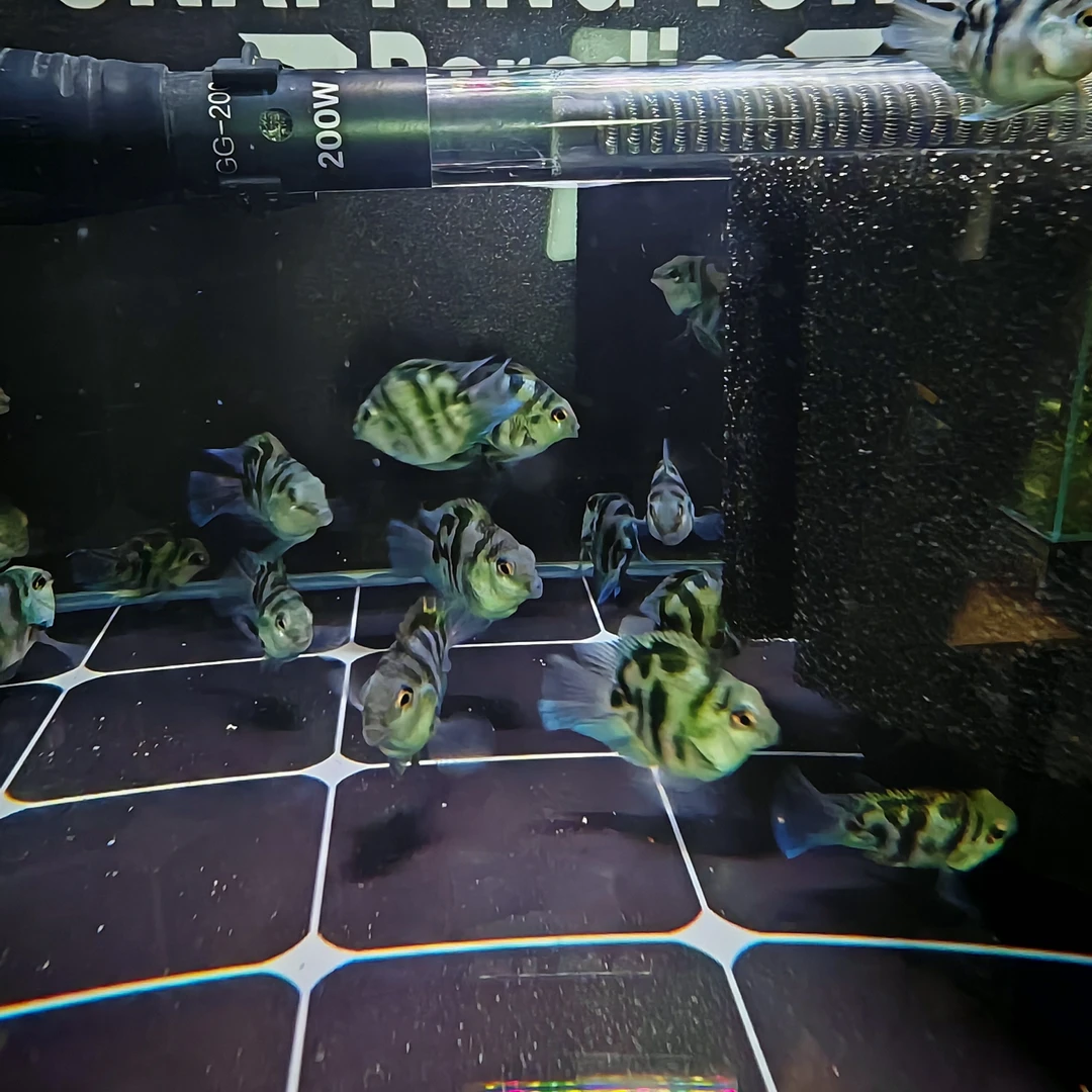 桃心儿迷你鹦鹉鱼宝蓝1到2个月苗淡水热带观赏鱼种鱼活体