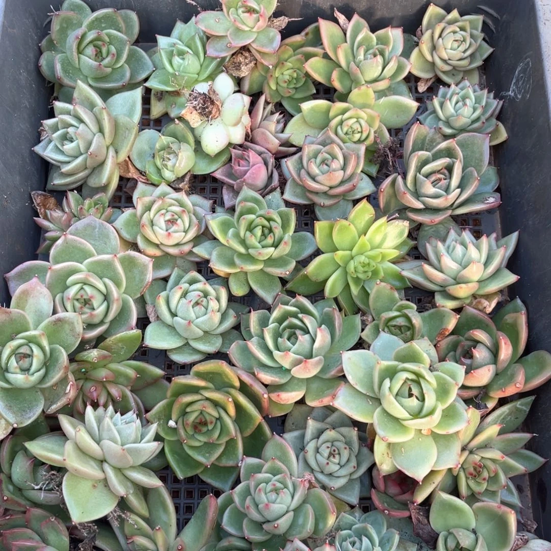 一筐特价福利不售后2633