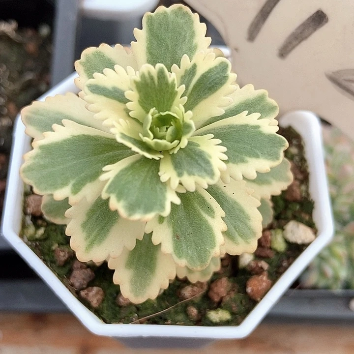 多肉植物亚特兰蒂斯锦912