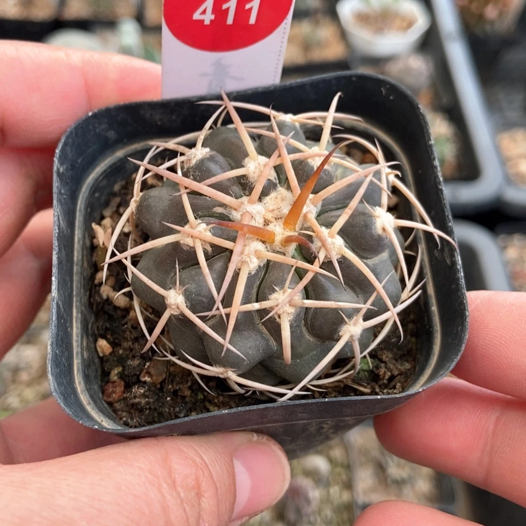 实生狂刺印加圆盘玉4.7cm