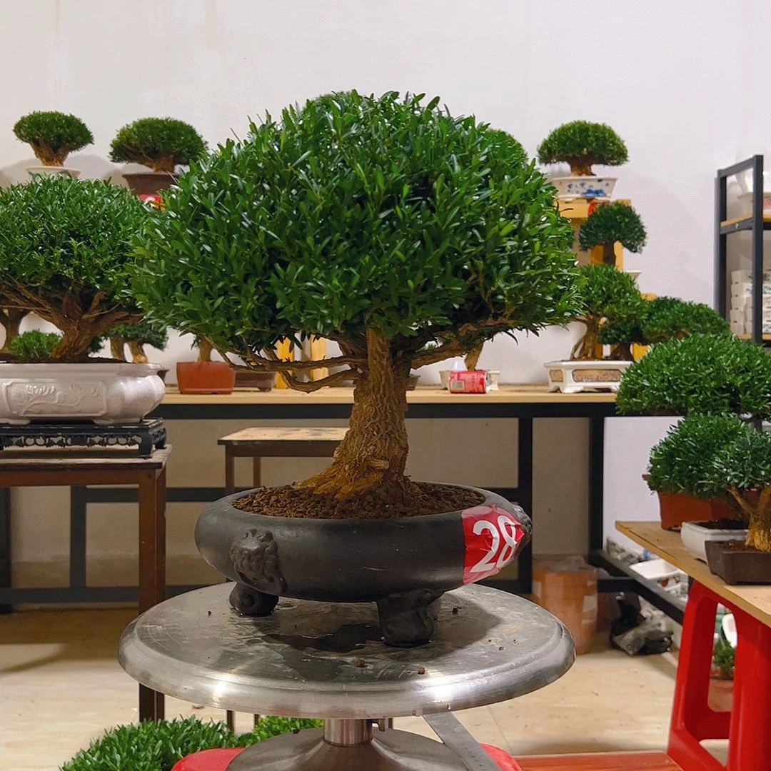 时***光无花朵黄杨一物一拍盆景