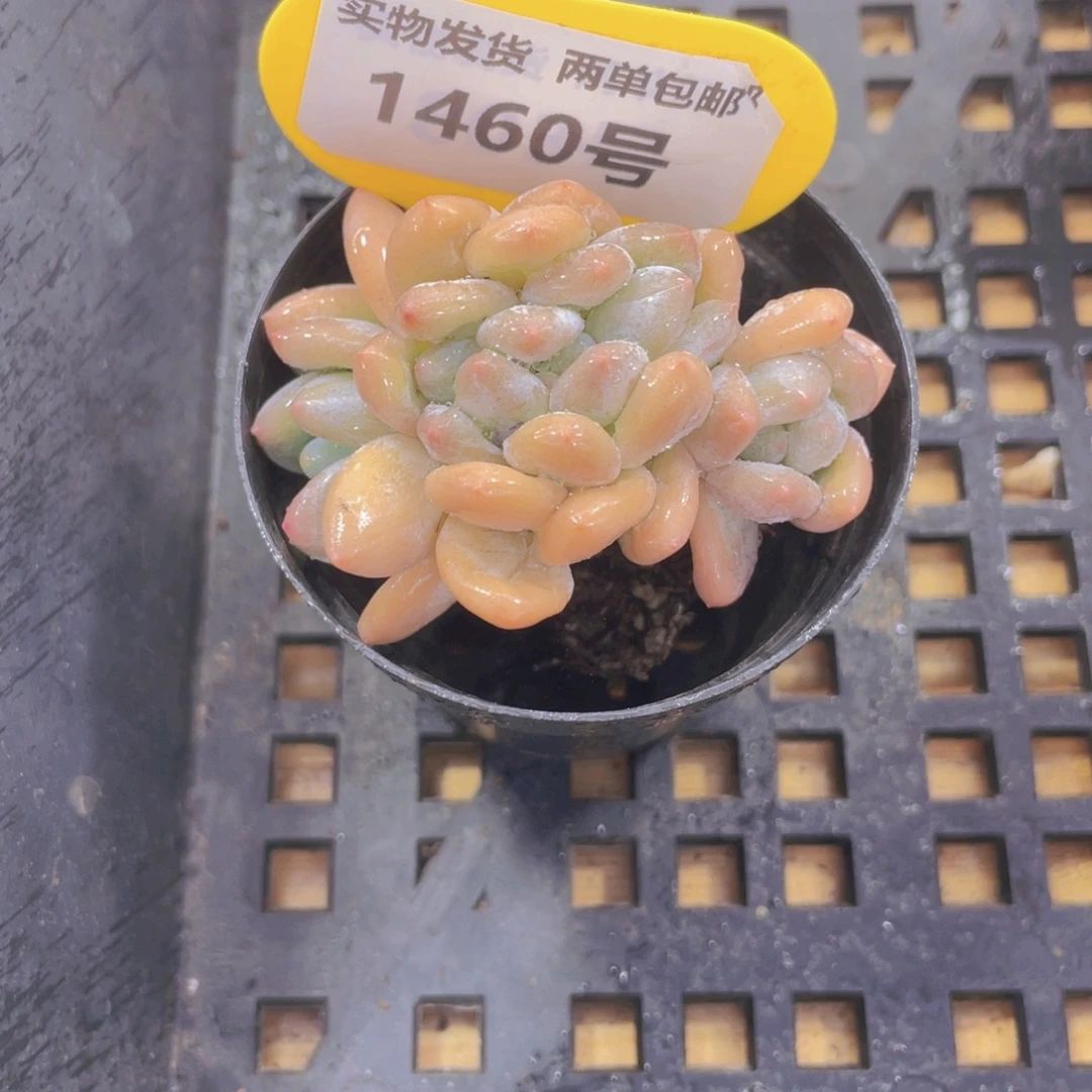 1460号 老桩香水龙头缀化