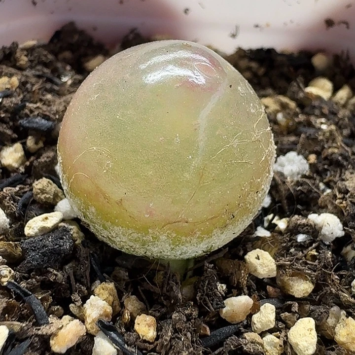 老马生石花2灯泡1677