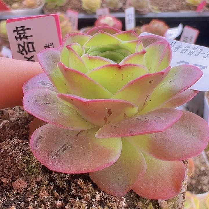 山地玫瑰多肉植物127