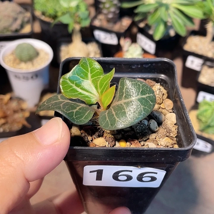 166实生宽叶彩叶麒麟