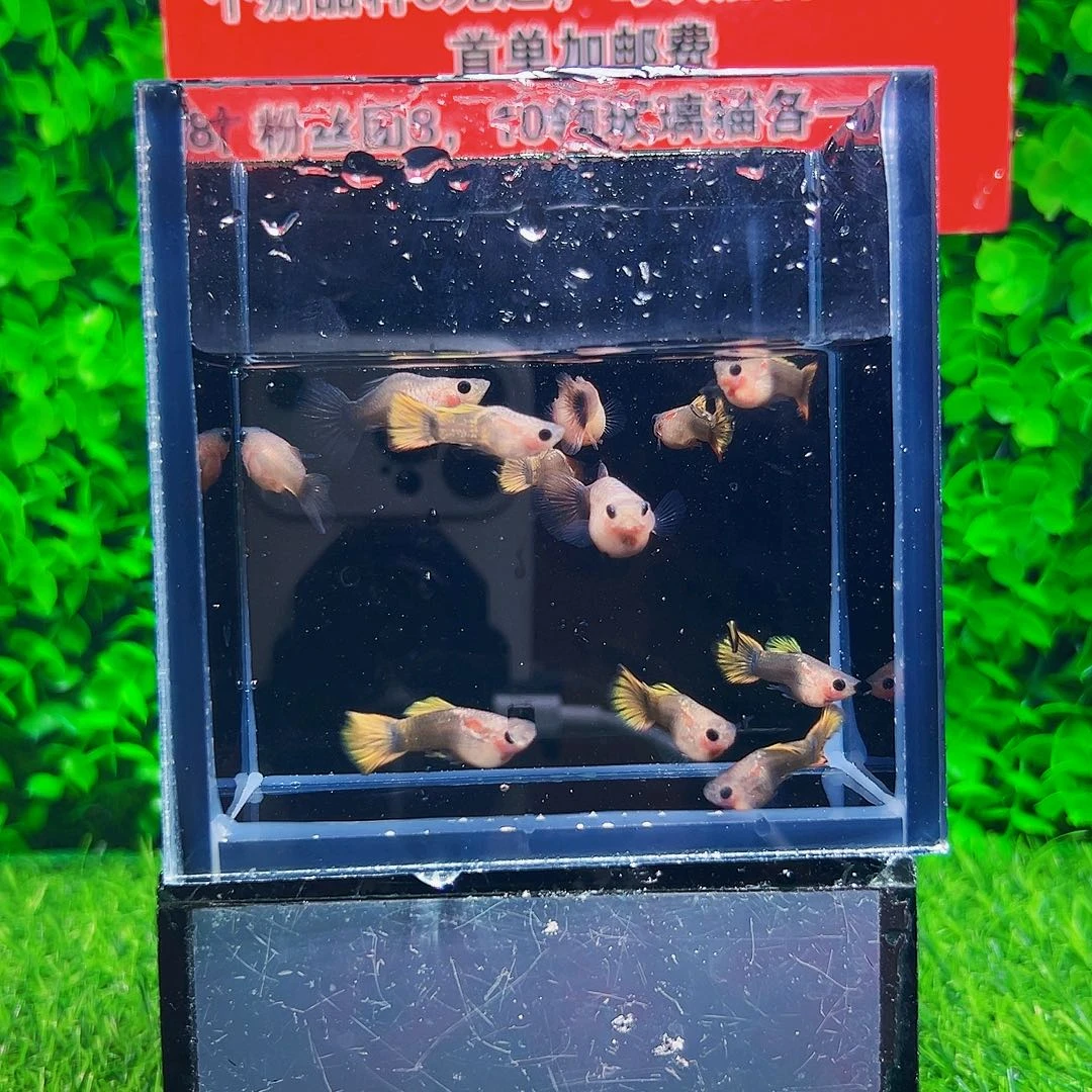 海水鱼瑕疵小蜜蜂玻璃猫