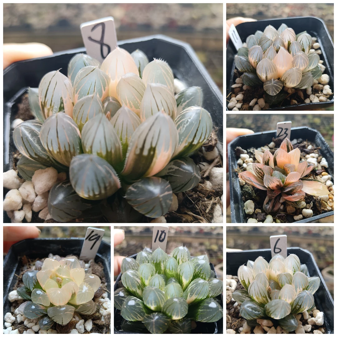 20号霓虹灯冰灯玉露锦十二卷多肉一物一拍带盆带土发货25年3月24