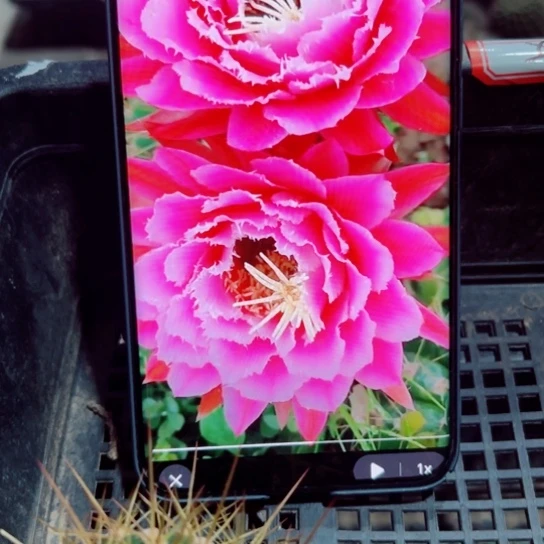 下40毛仙女歪无根侧芽5公分左右20包邮