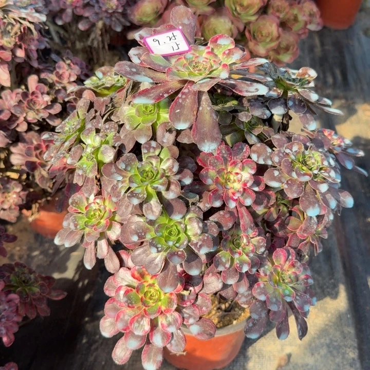 丽娜花脸多肉植物15