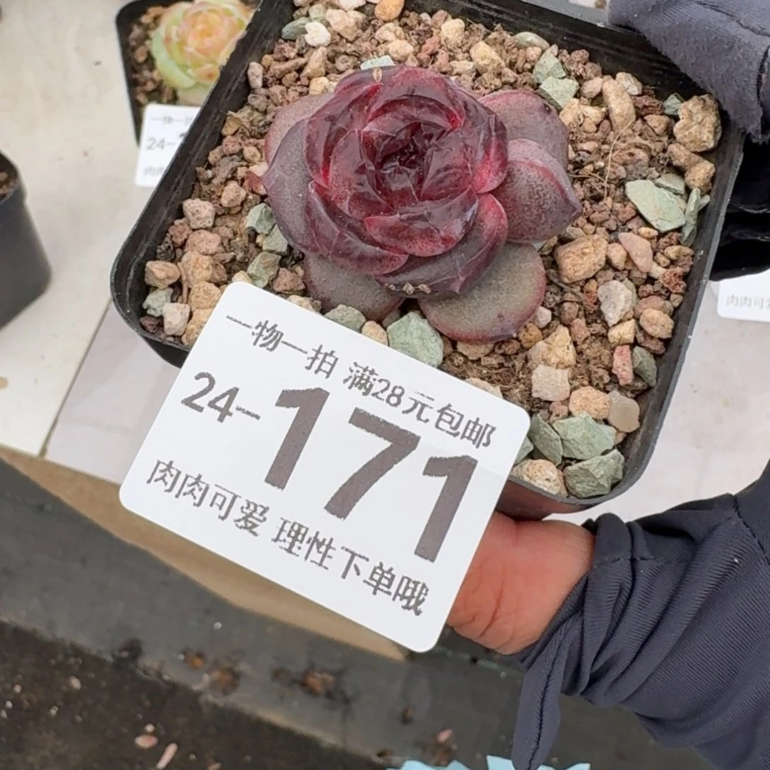 黑羽无盆土发货无