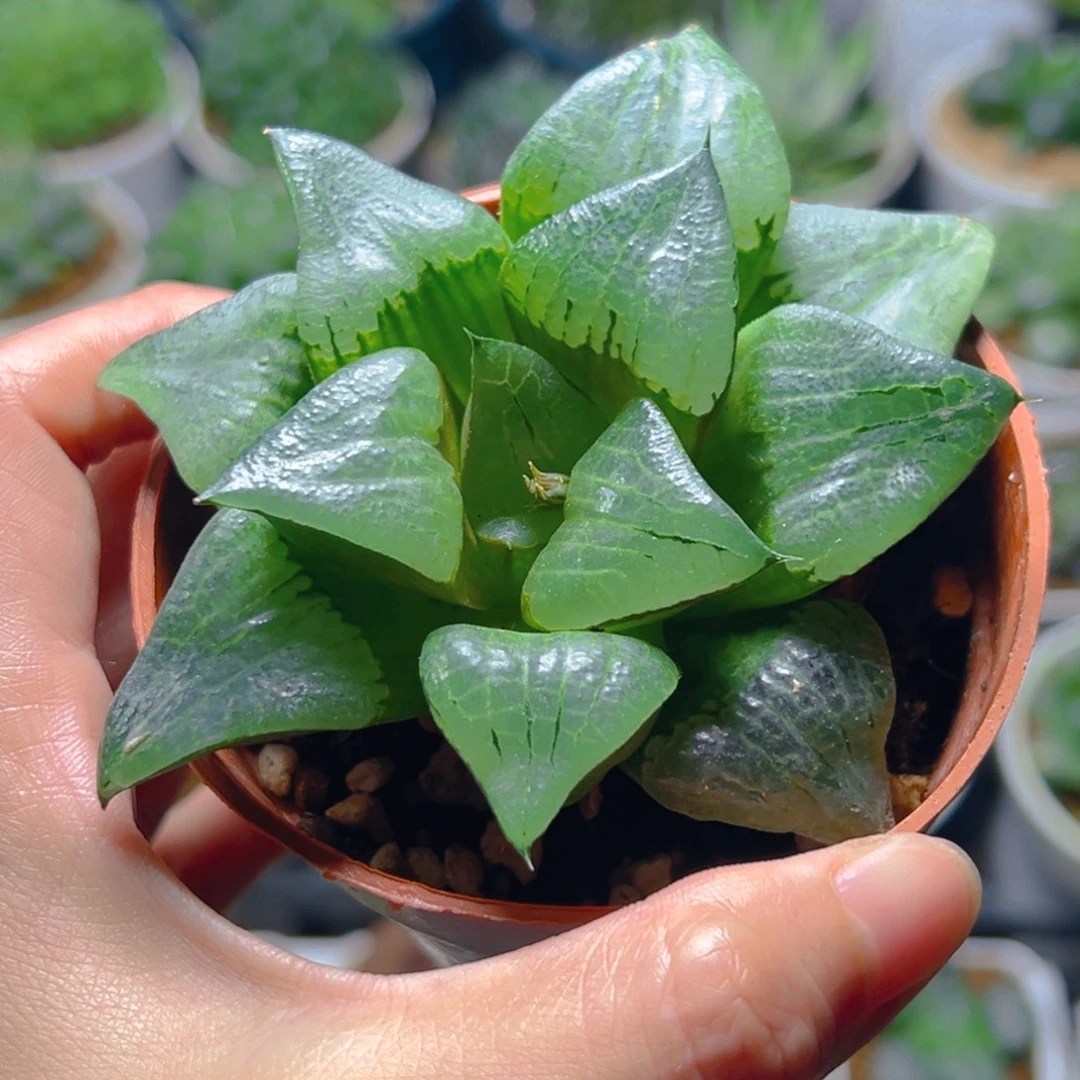 红盆啊寒湖母本玉露1