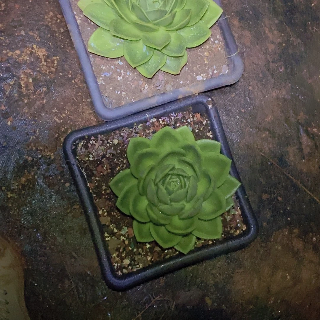 多肉植物两朵翠花