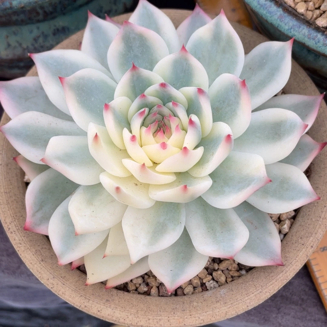 雪****吉娃娃锦大单头多肉植物