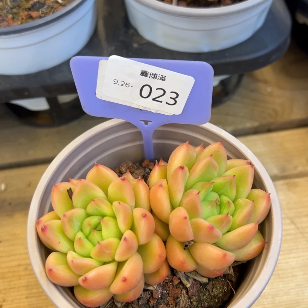 我****i定向 9.26-023