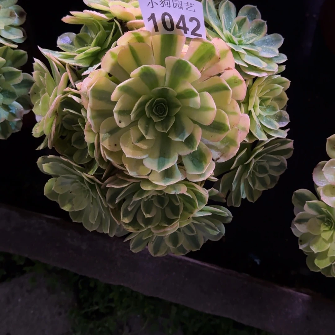 @***来雨荷多肉植物1042