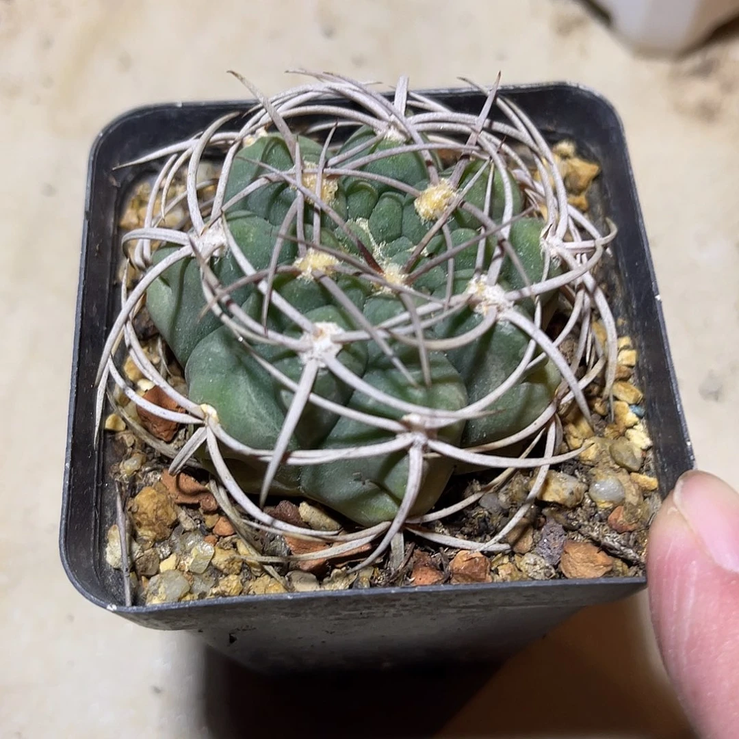 实生大尤龟甲豪刺碧岩玉