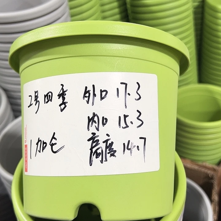 特价2四季口17.3高14.7果绿带托10只