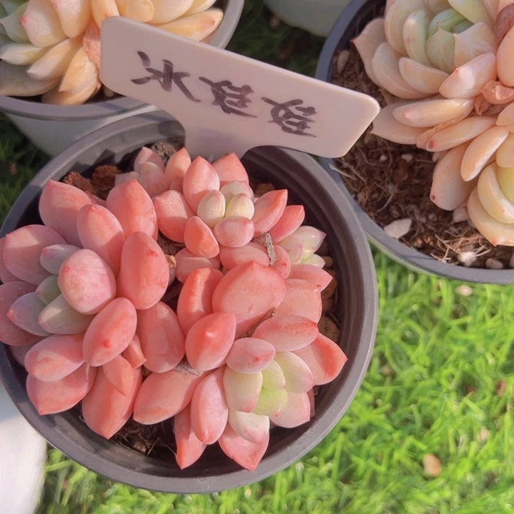 健健康康平平安安