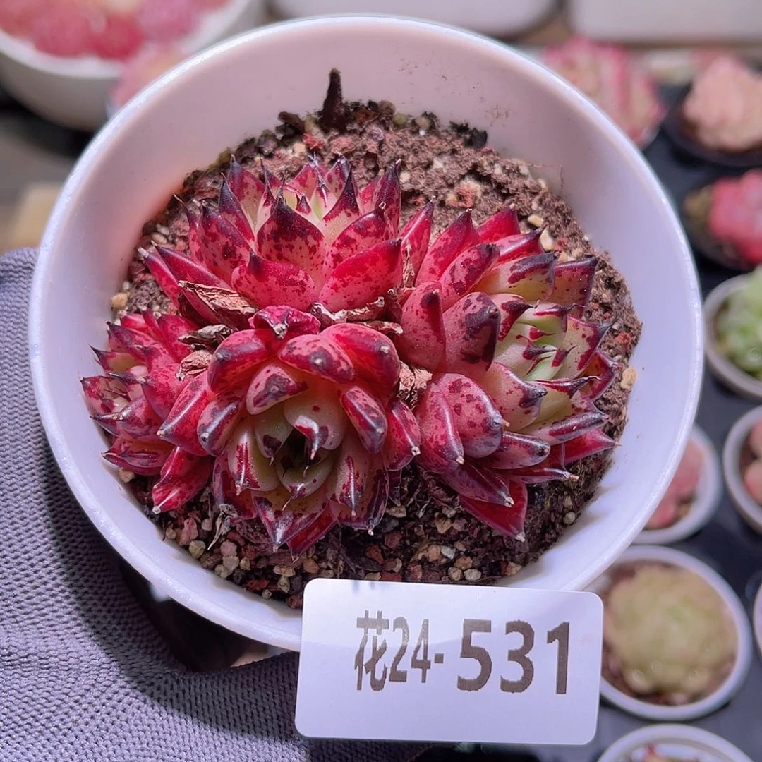 花24-531万圣夜群