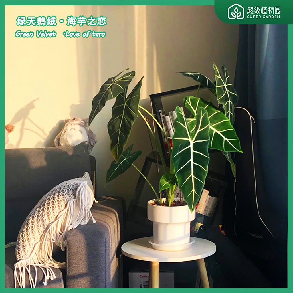 绿天鹅海芋盆栽室内天鹅绒绿植竹芋办公室客厅阳台观叶四季植物