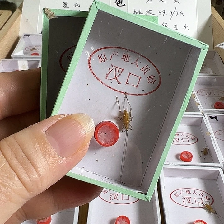 两只长须黄蛉好好看看