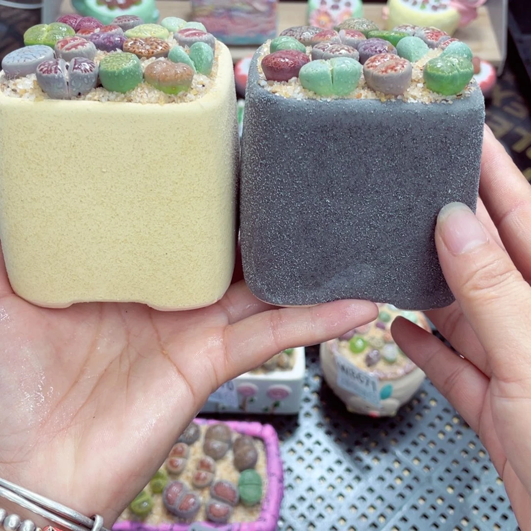 w8674 开播福利 带盆土发货一物一拍