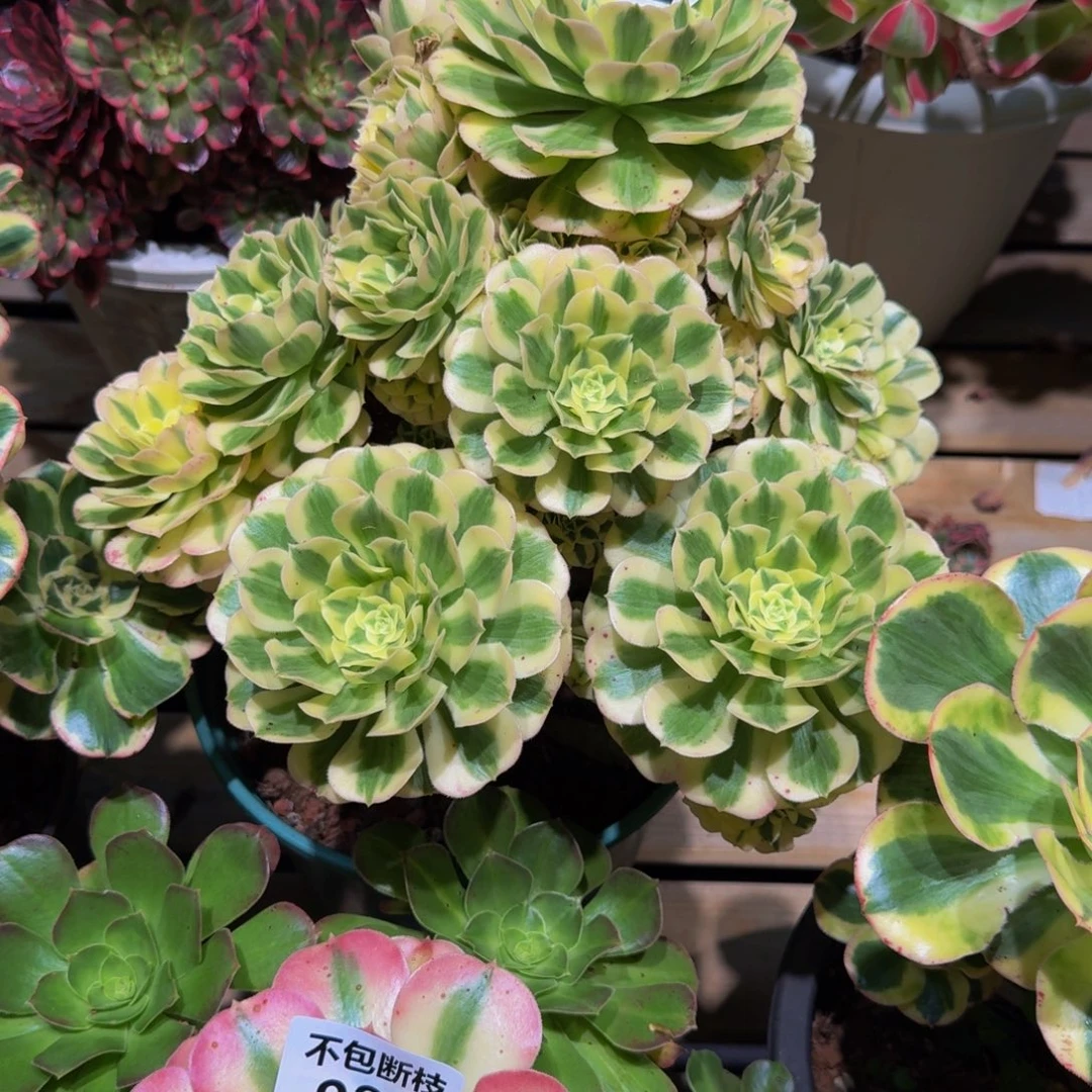 封***答952多肉植物法师号