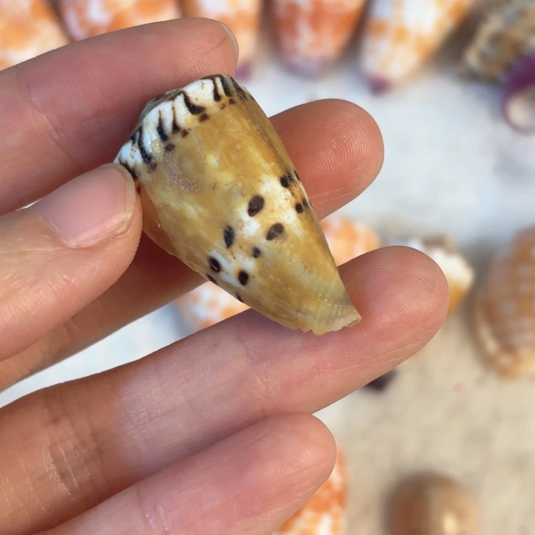 怜***怜天然海螺贝壳标本福利