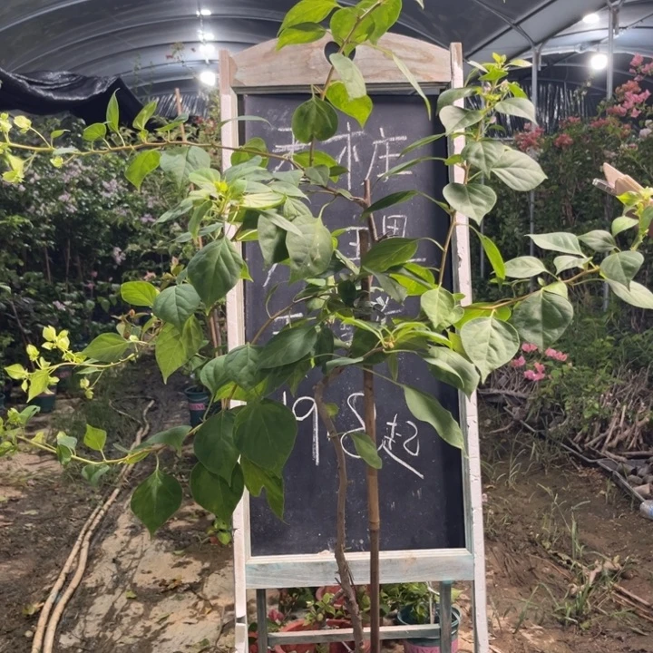 无花朵三角梅三角梅874