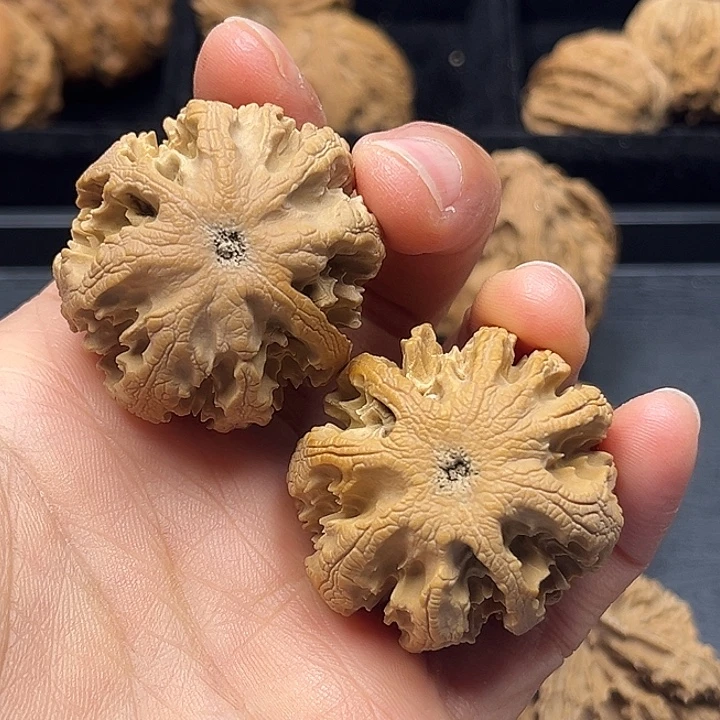 木质类秦岭突突突突突突