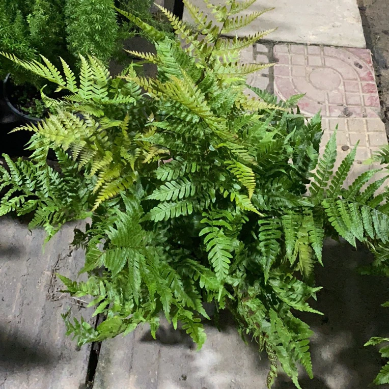 三色鳞毛蕨耐阴好养四季常青的彩虹蕨室内观叶植物
