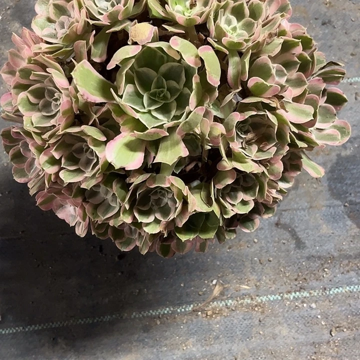 多肉植物男神锦……