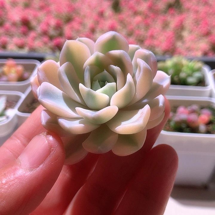 汉堡白覆轮锦砍头