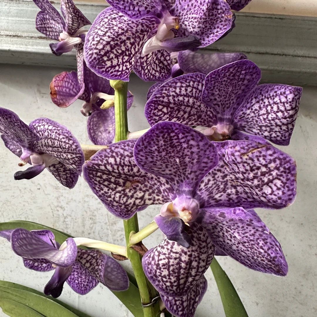 泰国进口《万代兰》大盆专属链接好养护花期长精品花卉