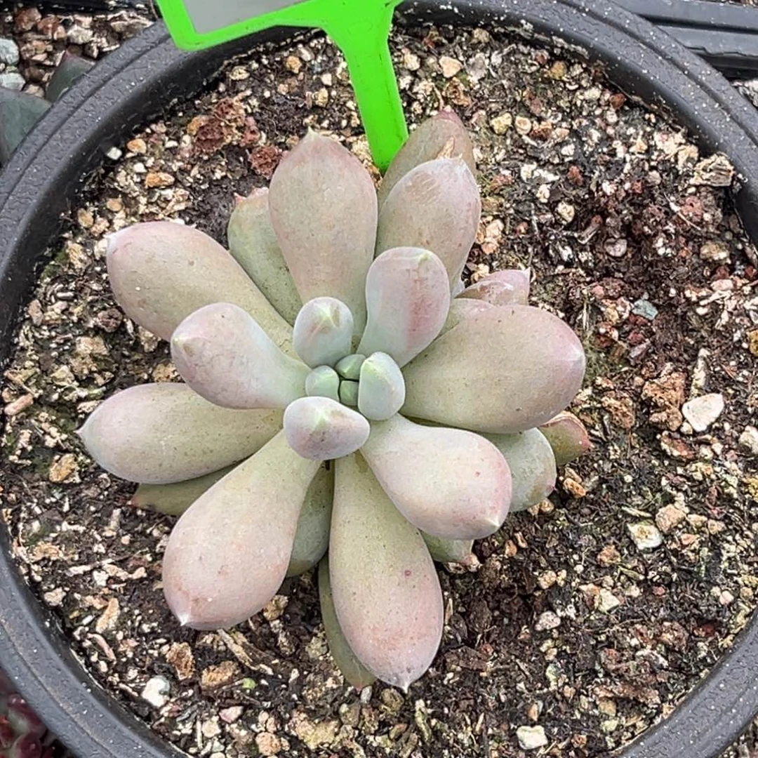 多肉植物海豚体哥特587